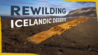 We’re Rewilding Iceland’s Deserts  here’s how [upl. by Vita]