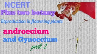 NCERT Plus Two Botany Reproduction in Angiosperms Structure of a flowerAndroecium and gynoecium [upl. by Siroval]