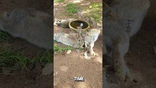 Rescue the rabbits after the storm rescueanimals animals animalrescue rabbit [upl. by Aimak713]