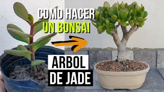 Cómo hacer un bonsai de árbol jade  Crassula ovata [upl. by Sommer162]