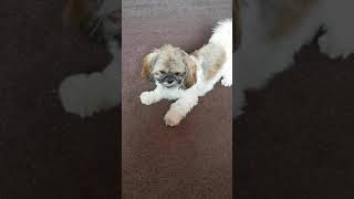 Shih tzu barking [upl. by Brok]