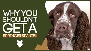 Why You SHOULD NOT Get A SPRINGER SPANIEL [upl. by Madson]