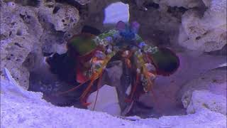 The mantis shrimps punching ability is amazing 😳😳 asmr mantisshrimp aquarium saltwateraquarium [upl. by Ventre90]