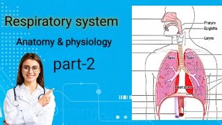 respiratory system anatomy and physiology part 2  bsc nursing gnm  mbbs2 video trending [upl. by Meela]