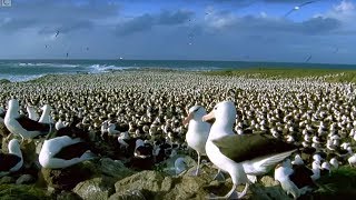 Worlds Largest Albatross Colony  Blue Planet  BBC Earth [upl. by Mcculloch]