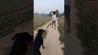 Top 10 protecter dog for your home and form 🐕🐕‍🦺trending rottweiler pitbull shorts [upl. by Atsyrk]