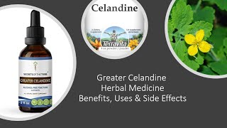 Greater Celandine Herbal Medicine Benefits Uses amp Side Effects [upl. by Orr694]