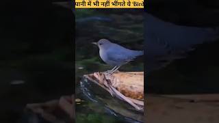 पानी में भी नहीं भींगते ये Bird  The Dipper Bird shorts ytshorts [upl. by Munniks]