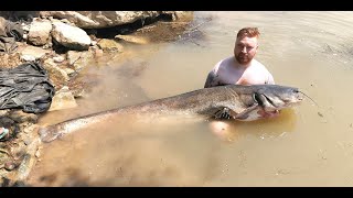 WELS CATFISH DAY 2 [upl. by Ydoj]