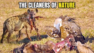 Grassland Cleaners The Silent Heroes of Africas Ecosystem [upl. by Valenza]