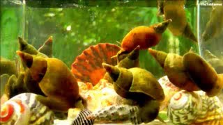 Pond Snails  TimeLapse [upl. by Rodrigo]