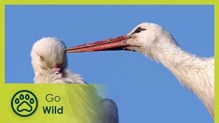 Storks  A Village Rooftop Saga  Go Wild [upl. by Havot]