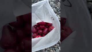 Macopa rose apple food cooking cookingvlog everyone [upl. by Kahl]