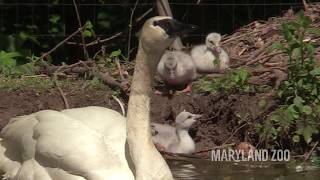 Trumpeter Swan Cygnets Swimming [upl. by Malet]