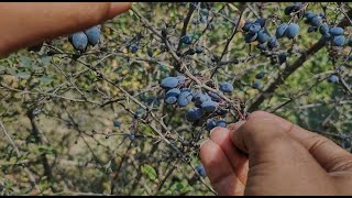 village lifestyle  How to prepare natural barberry juice [upl. by Belita337]