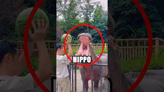 This Hippo Took HOW MANY BITES 😱 [upl. by Olimac]