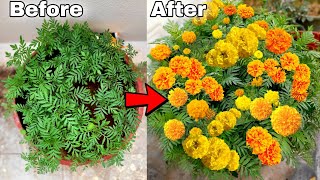 My simple secret to grow MARIGOLD flower plant at home How to grow Marigold [upl. by Nudnarb]