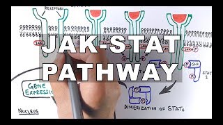 JAKSTAT Signalling Pathway [upl. by Anail]