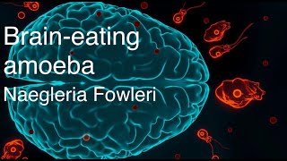 Naegleria Flowery The Brain Eating Amoeba [upl. by Whitcomb253]