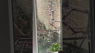 Watching the birds birdfeeders bluetits greattits RSPB [upl. by Mountford194]