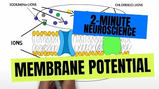 2Minute Neuroscience Membrane Potential [upl. by Bolling554]