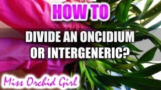 How to divide an Oncidium or Intergeneric [upl. by Ripp36]