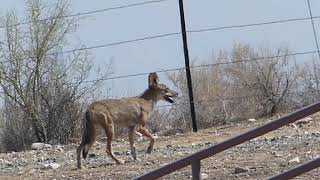 Coyotes in the Arizona Desert Compilation Part 3 [upl. by Sylado]