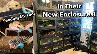 Feeding 30 Leopard Geckos in Their New Enclosures [upl. by Nolan167]