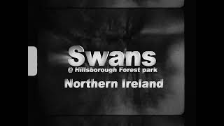 Swan Lake  Super 8 Film of Swans at Hillsborough Forest Park Northern Ireland [upl. by Alemahs678]