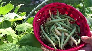 Neglected Garden Tour and Harvest [upl. by Grossman]