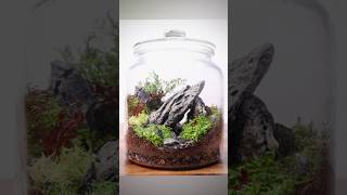 Making a simple scaped terrarium [upl. by Aissila]