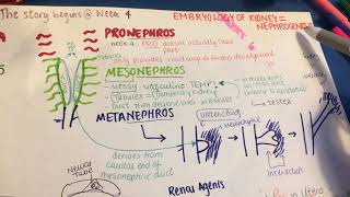 kidney development [upl. by Ragse280]