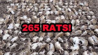 eRATication 263 Rats Caught by Dogs in ONE DAY [upl. by Negaet852]