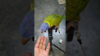 Lorikeet parrot sound birds lorikeet parrot parrotlover parrotsounds lorikeetparrot [upl. by Anitroc]