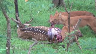 Wild dogs pack eating deer  Pench [upl. by Llemhar]