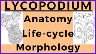 Lycopodium Pteridophyte Plant Morphology Anatomy Biological Life cycle Diagram  Plant Kingdom [upl. by Jeremie]