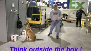 Detection Dog Training with the K9 BSD [upl. by Ashton]