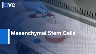 Mesenchymal Stem Cells Isolation and expansion  Protocol Preview [upl. by Burck]