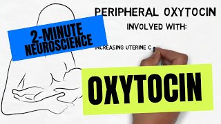 2Minute Neuroscience Oxytocin [upl. by Swagerty520]