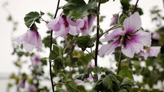 Tree Mallow Seed Guide and More [upl. by Ettelloc491]