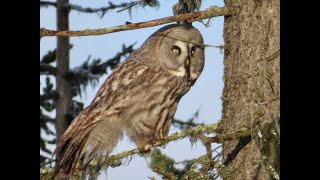 lappuggla  great grey owl  strix nebulosa [upl. by Arehsat]