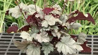 Prairie Yard amp Garden Can You Say Heuchera [upl. by Onitnerolf]