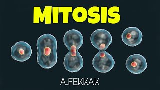 Mitosis 3D animation cell division  Mitose [upl. by Rebhun]