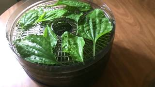 DIY Making Plantain Tea  One of the Best Natural Medicinal Plants [upl. by Leik68]