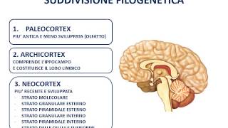 16 La corteccia cerebrale [upl. by Aseela]