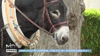 ANIMAUX amp NATURE  Dans le LotetGaronne lâne est un quotouvrier agricolequot [upl. by Ahsinuq]