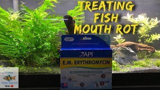 How to identify and treat FISH MOUTH ROT [upl. by Renmus]