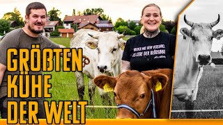 CHIANINA  Größte KuhRasse der Welt in Bayern [upl. by Nesral]