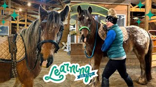 INTRODUCING THE SURCINGLE TO MY YOUNG HORSE Training Video [upl. by Saint953]