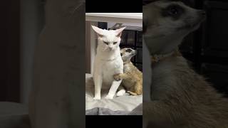 Cute cat funny video 😺 [upl. by Vicki279]